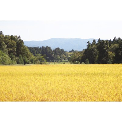 【令和6年】向屋ファーム・佐渡産「こしいぶき」5kg