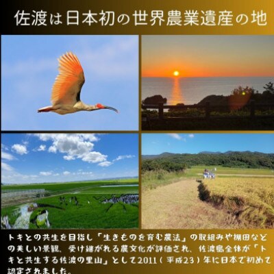 <数量限定>【令和6年産】佐渡達者集落産コシヒカリ　精米【無洗米】5kg