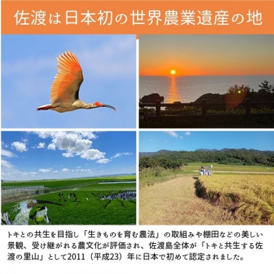 数量限定【先行予約・令和7年産】新潟県佐渡産の純粋コシヒカリ　精米【無洗米】5kg　(1回のみ)