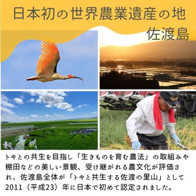【毎月定期便】(数量限定)佐渡国仲平野産コシヒカリ5kg　精米済み白米<無洗米>全3回