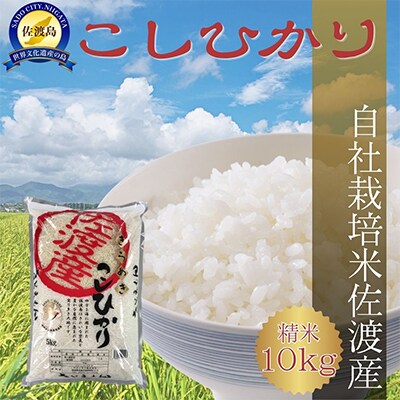 自社栽培米新潟県【佐渡産】こしひかり(精米10kg)