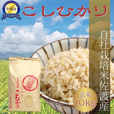 自社栽培米新潟県【佐渡産】こしひかり(玄米10kg)