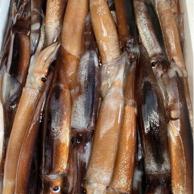 佐渡産イカの塩辛キムチ　100g×3パック