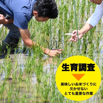 米屋のごはん【新潟県佐渡市産コシヒカリ】パックごはん150g×36個