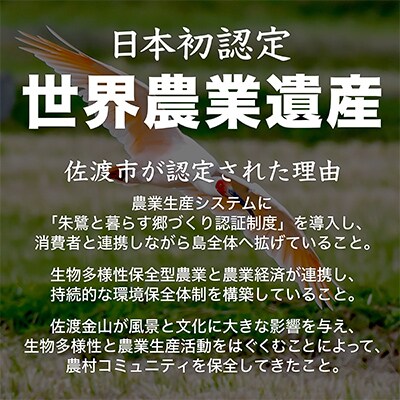 【毎月定期便】【定期便12回】佐渡市産 新之助 精米5kg全12回