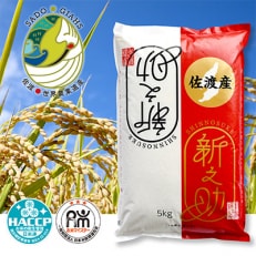 2023年11月発送開始『定期便』新潟県佐渡市産 新之助 精米5kg 全12回