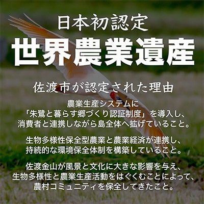 2023年6月発送開始『定期便』新潟県佐渡市産 新之助 精米5kg 全12回
