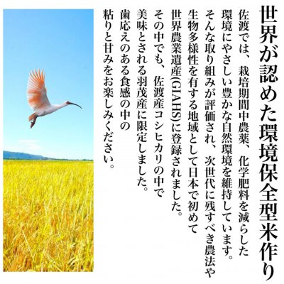 【令和6年産】佐渡羽茂産コシヒカリ そのまんま真空パック 900g×6袋セット