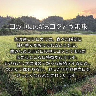北見農園の特別栽培米 令和7年 佐渡産コシヒカリ 3kg 農家自慢の逸品 精米