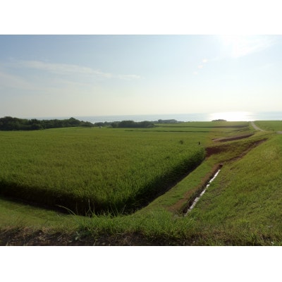 【佐渡島産】達者棚田米(コシヒカリ)白米4kg　令和4年産