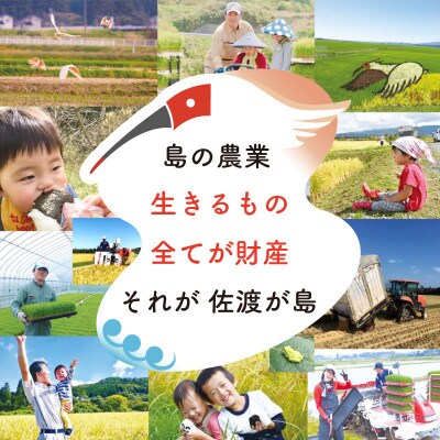 【佐渡島産】特別栽培米 コシヒカリ 玄米10Kg 令和4年産