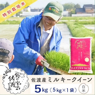 佐渡島産ミルキークイーン 精米(白米)5Kg 令和7年産 特別栽培米