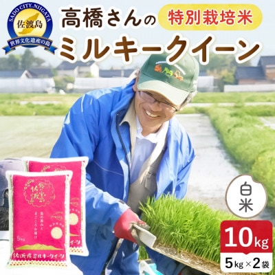 【新米】令和8年産 佐渡島産ミルキークイーン 白米10kg 特別栽培米【食の宝島佐渡】