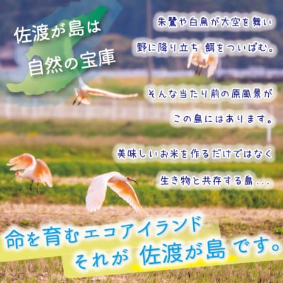 【令和5年産】佐渡島産ちほみのり 無洗米5kg ～農薬5割減～