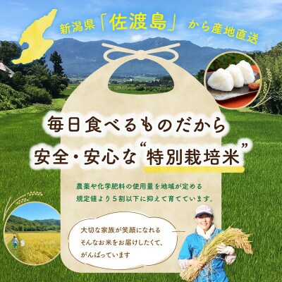 【令和5年産】佐渡島産ミルキークイーン 白米20kg(5kg×4袋) 特別栽培米