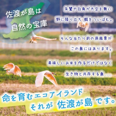【令和5年産】佐渡島産ミルキークイーン 白米20kg(5kg×4袋) 特別栽培米