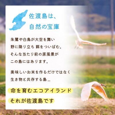 【令和6年産】佐渡島産コシヒカリ 無洗米5kg 特別栽培米(栽培期間中 農薬・化学肥料5割減)