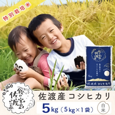 【令和6年産】佐渡島産コシヒカリ 白米5Kg 特別栽培米(栽培期間中 農薬・化学肥料5割減)