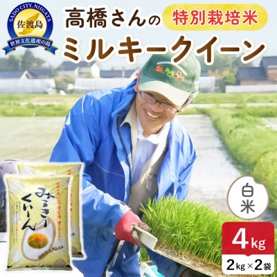 【新米】令和8年産 佐渡島産ミルキークイーン 白米4kg 特別栽培米【食の宝島佐渡】