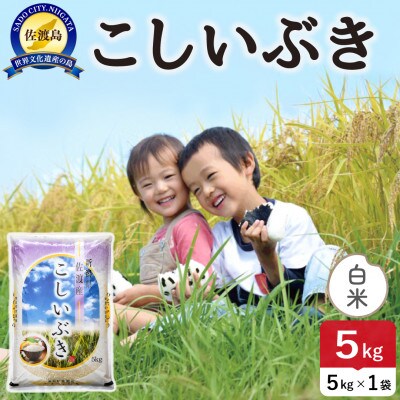 【新米】令和8年産 佐渡島産こしいぶき 白米5kg【食の宝島佐渡】