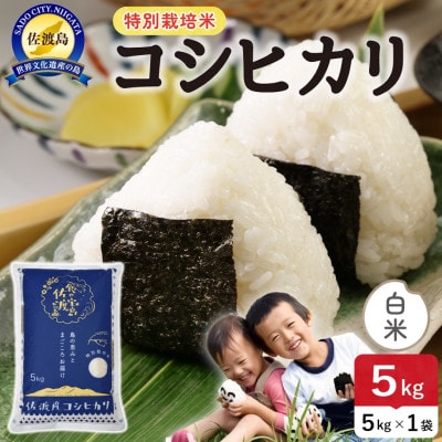 【新米】令和8年産 佐渡島産コシヒカリ 白米5kg 特別栽培米【食の宝島佐渡】