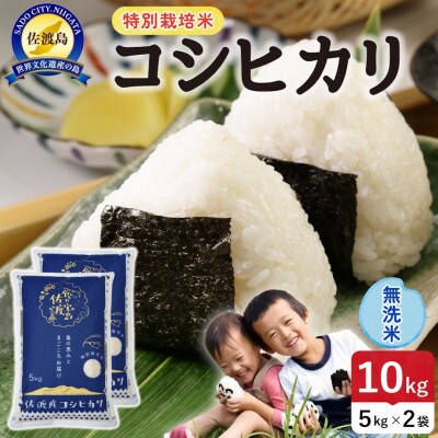 【新米】令和8年産 佐渡島産コシヒカリ 無洗米10kg 特別栽培米【食の宝島佐渡】