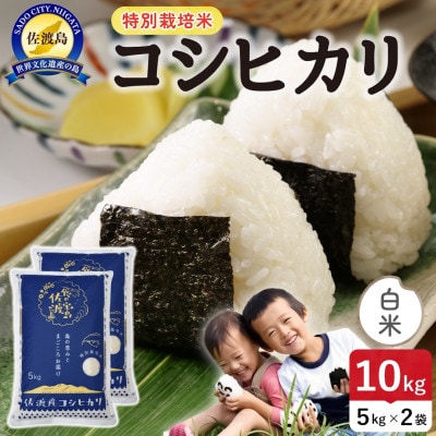 【新米】令和8年産 佐渡島産コシヒカリ 白米10kg 特別栽培米【食の宝島佐渡】