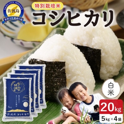 【新米】令和8年産 佐渡島産コシヒカリ 白米20kg 特別栽培米【食の宝島佐渡】