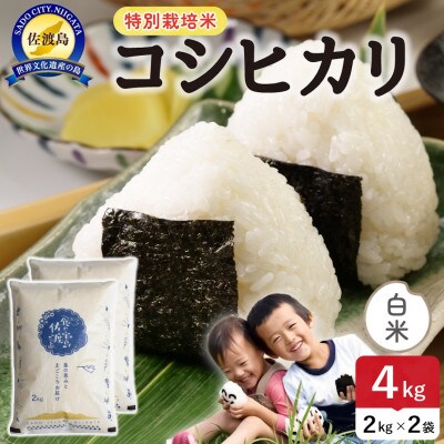【新米】令和8年産 佐渡島産コシヒカリ 白米4kg 特別栽培米【食の宝島佐渡】