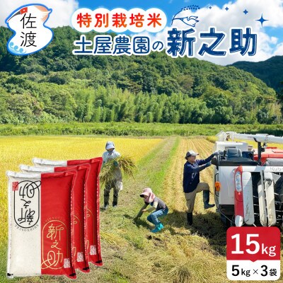 佐渡島産新之助 白米15kg土屋農園 栽培期間中農薬・化学肥料5割減 令和7年産【食の宝島佐渡】精米