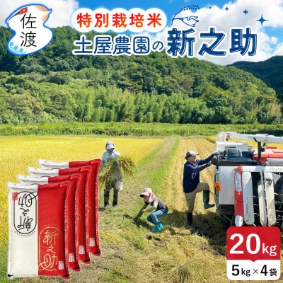 佐渡島産新之助 白米20kg土屋農園 栽培期間中農薬・化学肥料5割減 令和7年産【食の宝島佐渡】精米