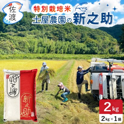 佐渡島産新之助 白米2kg 土屋農園 栽培期間中農薬・化学肥料5割減 令和7年産【食の宝島佐渡】精米