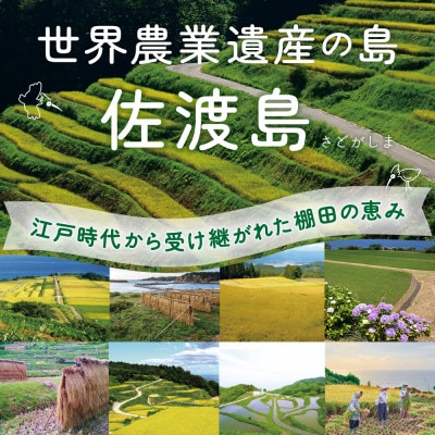 佐渡島産コシヒカリ 片野尾棚田米 白米2kg(2kg×1袋)【令和7年産】精米