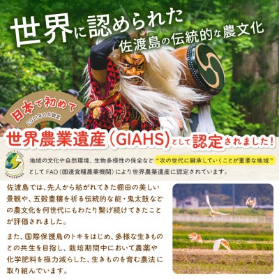 佐渡島産コシヒカリ 片野尾棚田米 白米2kg(2kg×1袋)【令和7年産】精米