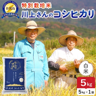 【新米】令和8年産 佐渡島産川上さんのコシヒカリ 白米5kg 特別栽培米