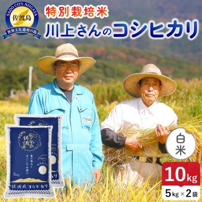 【新米】令和8年産 佐渡島産川上さんのコシヒカリ 白米10kg 特別栽培米
