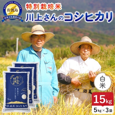 【新米】令和8年産 佐渡島産川上さんのコシヒカリ 白米15kg 特別栽培米