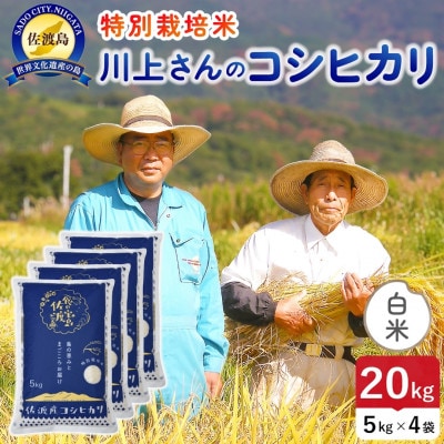 【新米】令和8年産 佐渡島産川上さんのコシヒカリ 白米20kg 特別栽培米