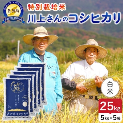 【新米】令和8年産 佐渡島産川上さんのコシヒカリ 白米25kg 特別栽培米
