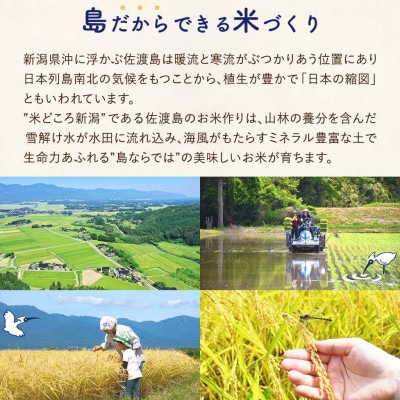 佐渡島産 川上さんのコシヒカリ 無洗米20kg 令和7年産 特別栽培米 【食の宝島佐渡】