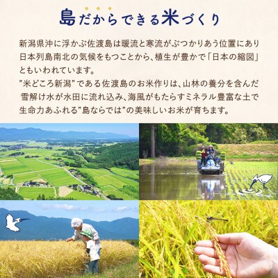 【新米予約】令和8年産 佐渡島産にじのきらめき 無洗米2Kg 土屋農園 農家直送 特別栽培米