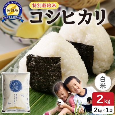 令和7年産 佐渡島産コシヒカリ 白米2kg 特別栽培米【食の宝島佐渡】
