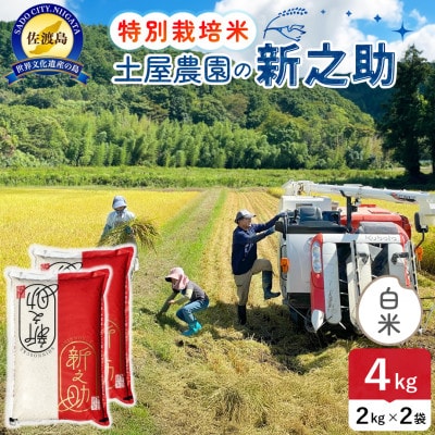 令和7年産 佐渡島産 新之助 白米4kg 土屋農園 栽培期間中農薬・化学肥料5割減