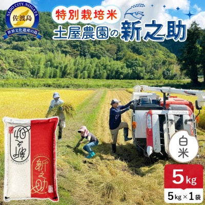 令和7年産 佐渡島産 新之助 白米5kg 土屋農園 栽培期間中農薬・化学肥料5割減