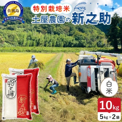 令和7年産 佐渡島産 新之助 白米10kg 土屋農園 栽培期間中農薬・化学肥料5割減
