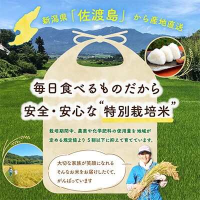 【毎月定期便】佐渡島産ミルキークイーン 白米5kg 特別栽培米 【令和5年産】全6回