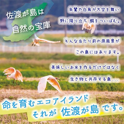 【毎月定期便】佐渡島産ミルキークイーン 玄米5kg 特別栽培米 【令和5年産】全6回