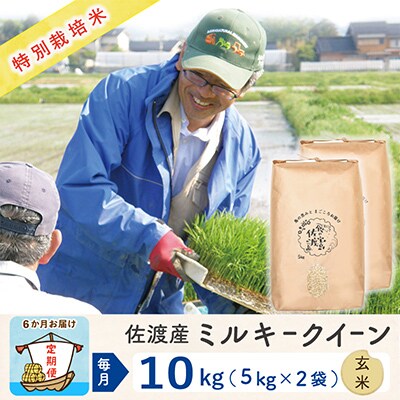 【毎月定期便】佐渡島産ミルキークイーン 玄米10kg 特別栽培米 【令和5年産】全6回
