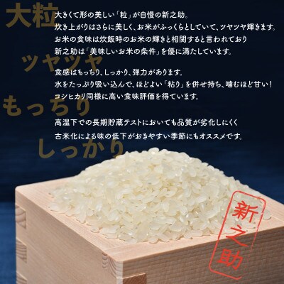 【毎月定期便】佐渡島産新之助 白米5kg全3回