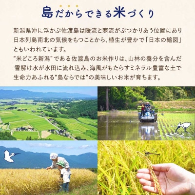 【毎月定期便】佐渡島産ミルキークイーン 白米5kg 特別栽培米全9回